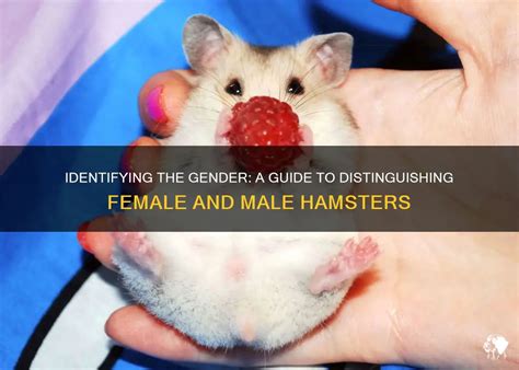 hamster sexing|Identifying The Gender: A Guide To Distinguishing Female And .